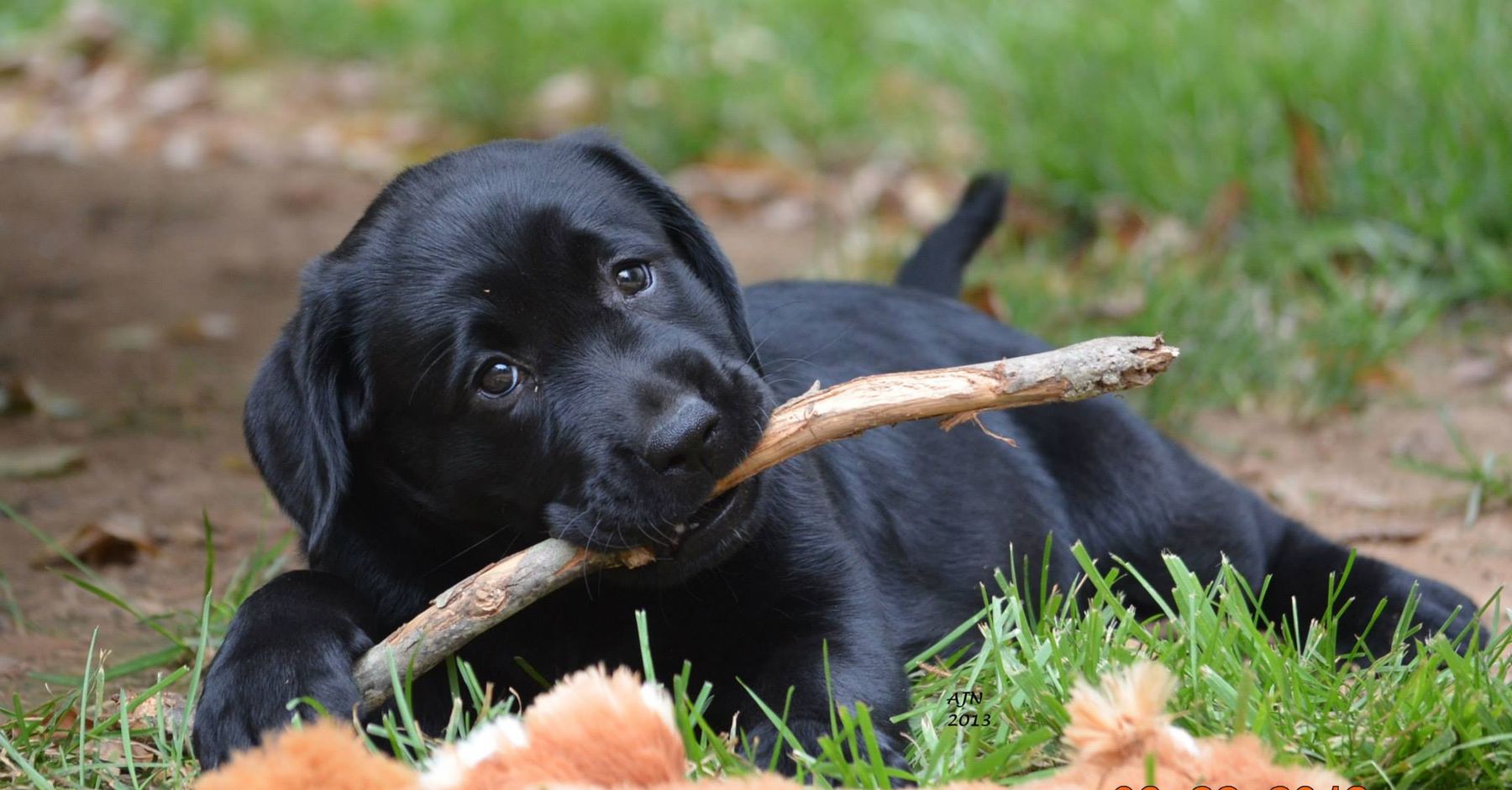 ASHLAND LABRADOR RETRIEVERS - Contact Us