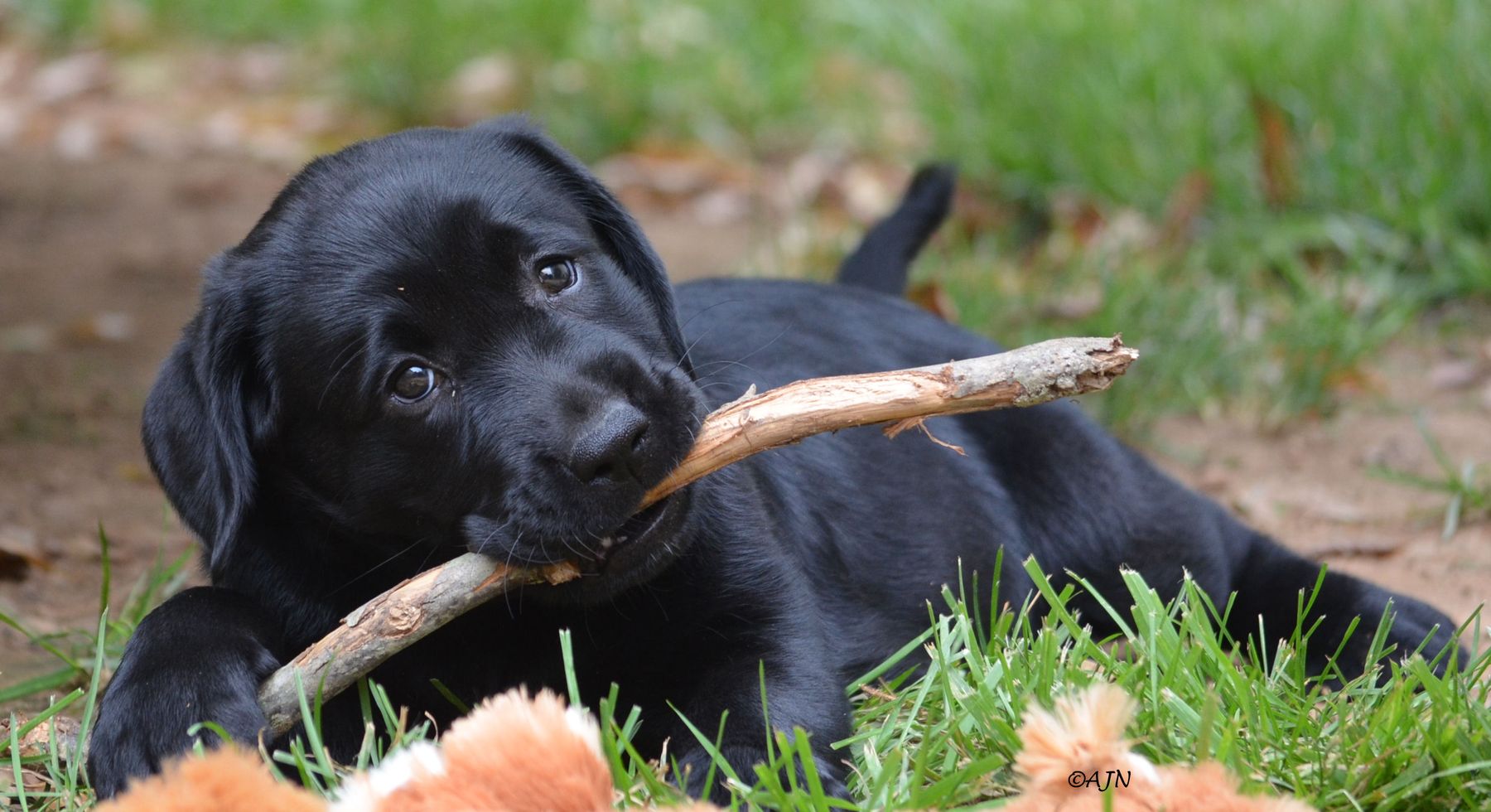 ASHLAND LABRADOR RETRIEVERS & GERMAN SHORTHAIRED POINTERS Taylor