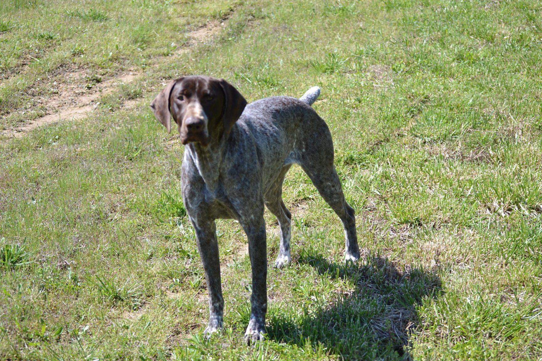 Labrador Pointer Ridge Back ASHLAND LABRADOR RETRIEVERS & GERMAN SHORTHAIRED POINTERS - Available ...