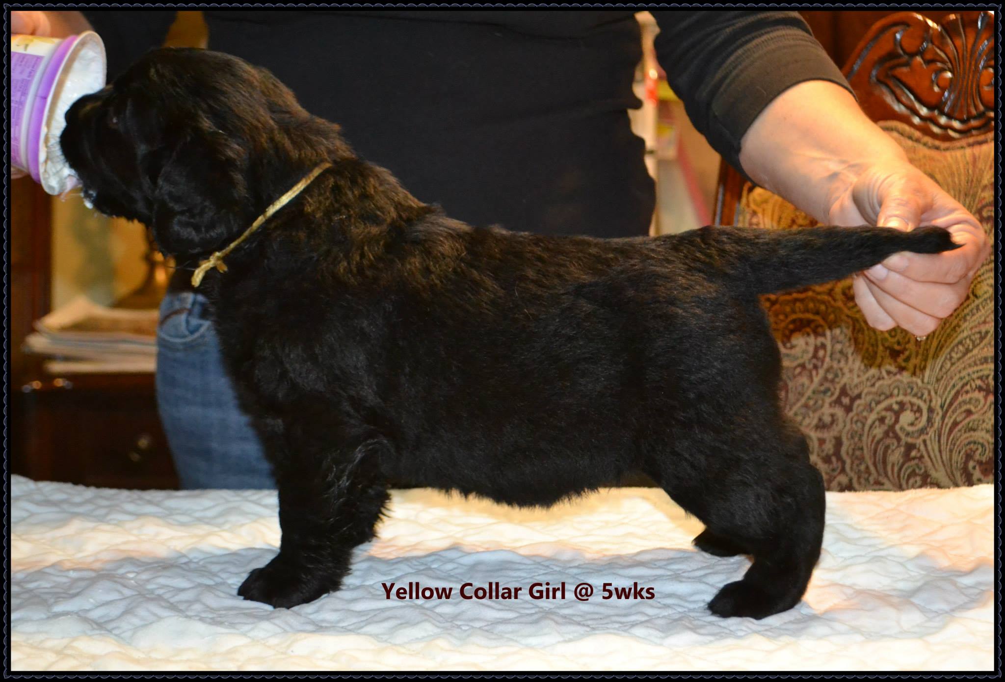 Black long shop haired lab