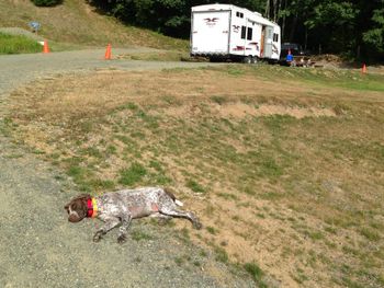After running on the beach all weekend..."I cannot move another inch, have to lay down in the road!"
