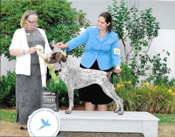 Winning a GROUP 1 in the Field Dog Sweeps at the Rainier Sporting Dog Specialty- August 2014.
