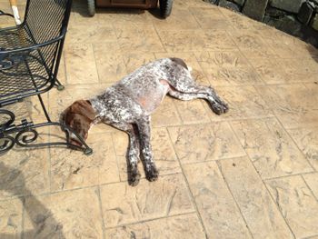 At home on the back patio- exhausted!
