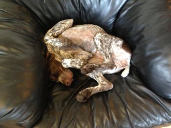 Trying to get comfortable.
