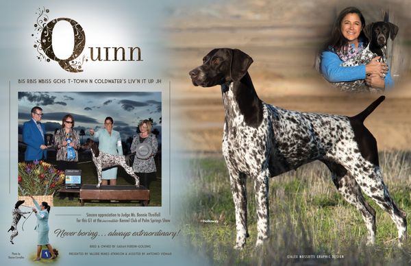 Diadem german hot sale shorthaired pointers