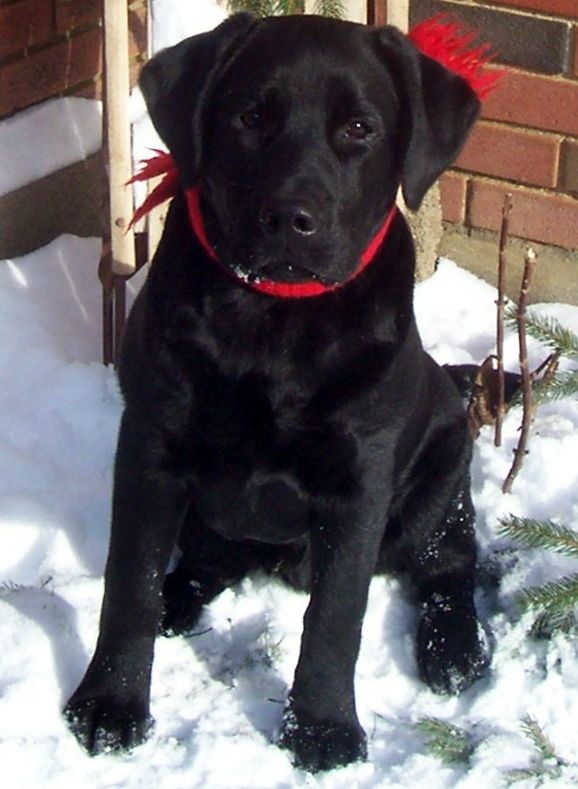 Jensendistributionservices Black Labradors in the Snow Indoor or Outdoor Mat;  18 x 27 MI893026