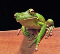 MachoPop at The Frog