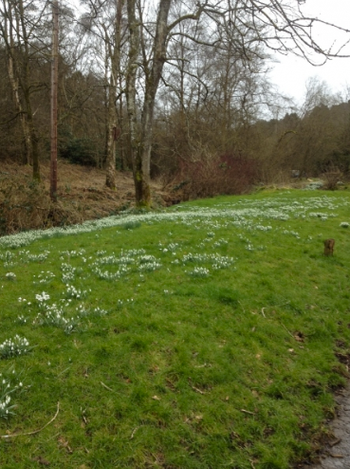 07-Dorking 3 Snowdrops
