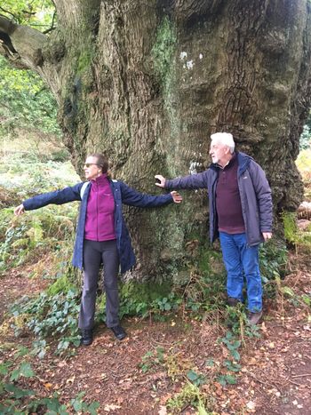 A VERY old oak.
