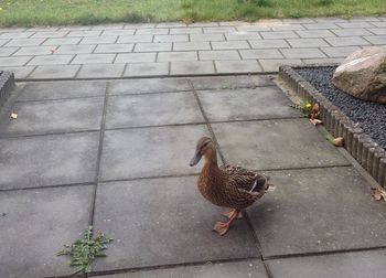 1320 Duck visitor 1, Lichtenvoorde
