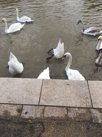 Shakespeare's swans
