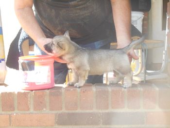 4 Female pup, 7 wks, Chris pup
