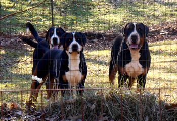 L-R, B BANG, CROMWELL, ROVER
