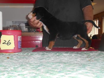 Open pup
