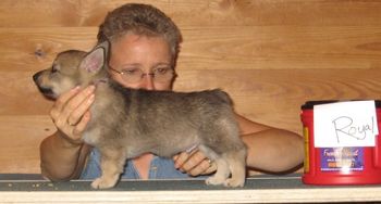 Mill creek sales swedish vallhunds