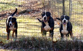 L-R, BBANG, ROVER, CROMWELL
