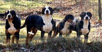 L-R,ROVER, CAESAR, B BANG, CROMWELL
