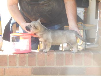 4 F pup, 7 wks old, Chris pup
