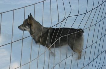 Sunny is wondering why her Basenji Buddies won't come out and play- Jan.09
