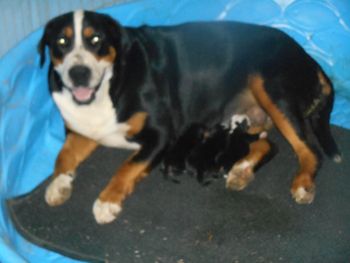 Betty and 3 pups, 1 day old
