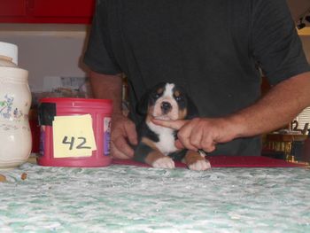 Todd male pup
