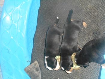 3 wks old
