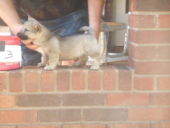 3 Female, 7 wks, Zach pup
