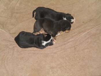 2 boys, 1 girl 2 wks
