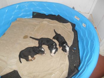 Betty 3 girls 4 wks
