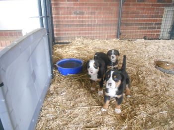 5 wks old.  On Gruel

