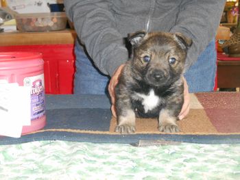 6 Dan , Female pup
