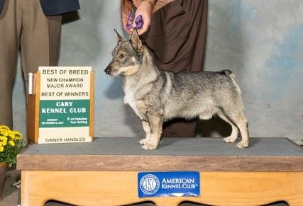 Hightower best sale swedish vallhunds