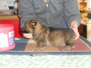 3 Male pup
