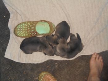 2 wks old ,  1M, 2 F
