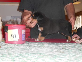 Eric D. Male pup

