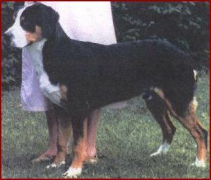 Ch. Sudbach X-tra Stout, TT, CGC, CD, HIT, ROM Patrick was out of my first homebred litter. He was #1 dog in US in 1995,and he was Sire of 4 Westminster winners.
