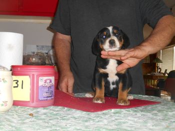 Sharon Female pup

