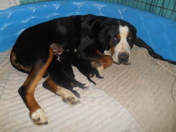 Panthers 3 pups
