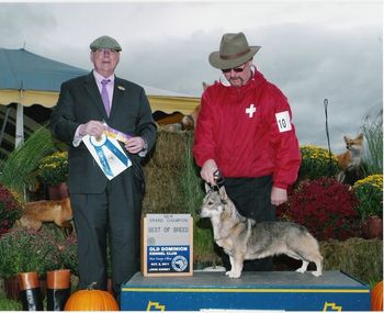 GCh.KingsCrest Suddanly Sunflower ROM
My First Vallhund
