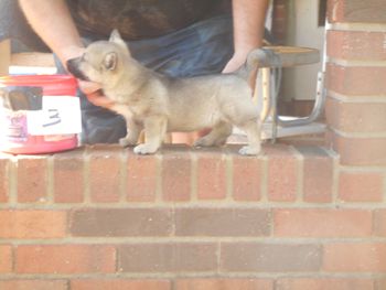 3 Female, 7 wks, Zach pup
