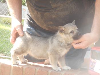 2 male, 7 wks old, Sean pup
