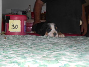 Kelly Female pup

