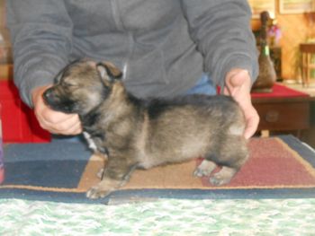 6 Dan Female pup
