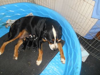 Betty and 3 pups, 1 day old
