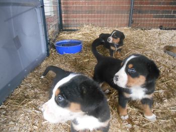 5 wks old,,, On Gruel
