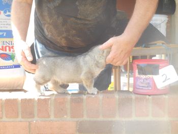 2 Male pup, 7 wks. Sean pup
