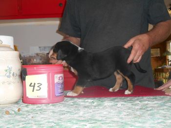 Sharon's girl pup

