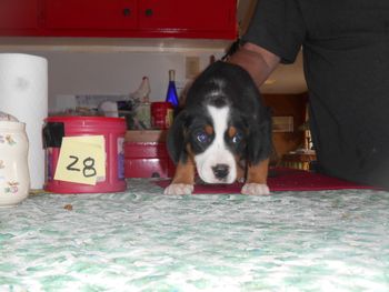 Thomas pup
