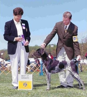 Ch. Olde Ridge Pay The Lady (Ch. Imagine Panamint's Pride x Ch. Olde Ridge Silhouette) owned by Pat Wixtrom
