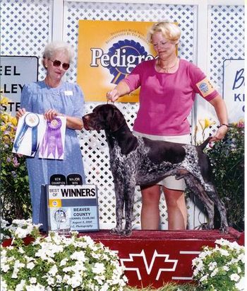 Ch. Olde Ridge Out of the Shotgun, 2000 "Hunter" (Ch. Olde Ridge Gustave x Ch. Olde Ridge Makin' Mischief) owned by Judy and Tony Artessa, Hamilton, NY
